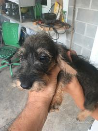 Bassatto nano a pelo duro