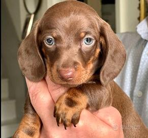 Cuccioli bassotti cioco e blu maschi e femmine