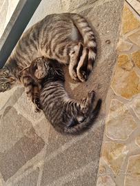 Gatto cucciolo
