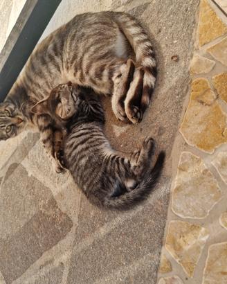 Gatto cucciolo
