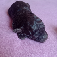 Cucciolata barboncino nano marrone