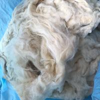 Lana Bianca 100% per cuscini o materassi