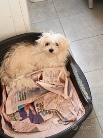 Maltese Cucciolone