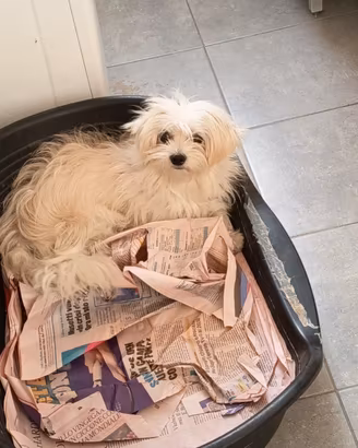 Maltese Cucciolone