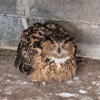 Gufo Reale (Bubo Bubo)
