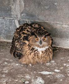 Gufo Reale (Bubo Bubo)