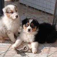 Cuccioli Pastore Australiano con pedigrèe