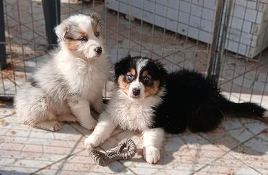 Cuccioli Pastore Australiano con pedigrèe