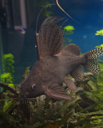Pesce gatto piumato