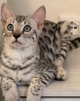 Cuccioli pura razza gatto bengala