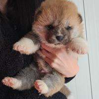 Cuccioli Akita