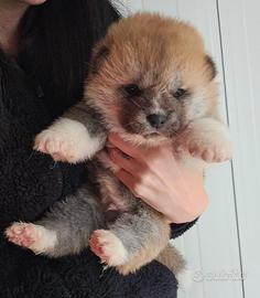 Cuccioli Akita