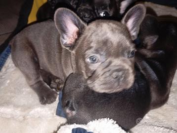 BOULEDogue francese blu esotic