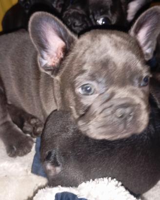 BOULEDogue francese blu esotic