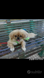 Cuccioli di razza pechinese