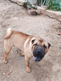 cucciolotta di Sharpei 