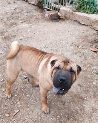 cucciolotta di Sharpei 