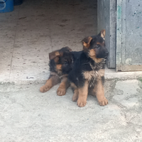 Cuccioli maschi di pastore tedesco originali già s