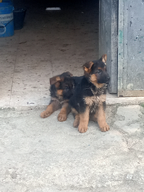 Cuccioli maschi di pastore tedesco originali già s