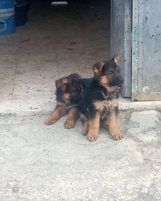 Cuccioli maschi di pastore tedesco originali già s