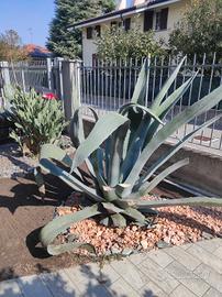 Agave gigante