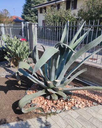 Agave gigante