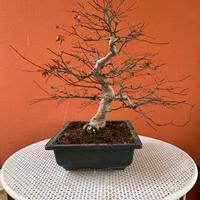Bonsai Acero Deshojo