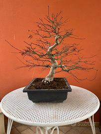 Bonsai Acero Deshojo