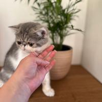 Gattini Exotic Shorthair