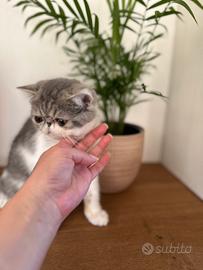Gattini Exotic Shorthair
