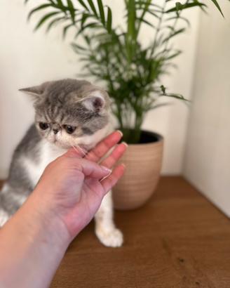 Gattini Exotic Shorthair