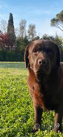 Adozione Labrador femmina cioccolato