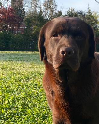 Adozione Labrador femmina cioccolato