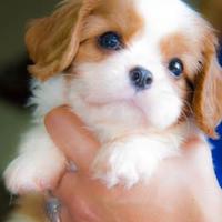 Cavalier king