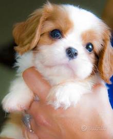 Cavalier king