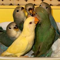 Pappagalli Inseparabili allevati a mano