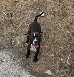Cucciola pitbull