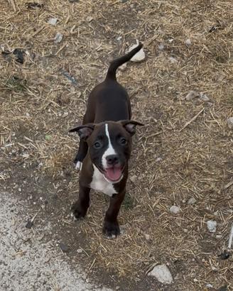 Cucciola pitbull