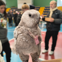 Calopsite #femmina #sessata #allevata a mano