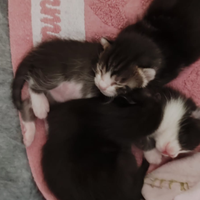 Cuccioli di gatto europeo
