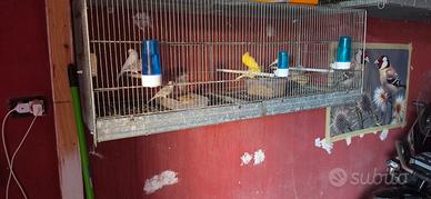 voliere per uccelli
