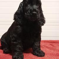 Maschietto Cocker Spaniel Inglese