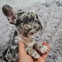 Cucciola di bulldog francese