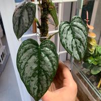 Philodendron Brandtianum