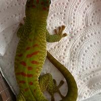 Phelsuma Grandis