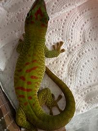 Phelsuma Grandis