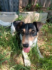 Femmina di Jack Russel per il mio maschio di