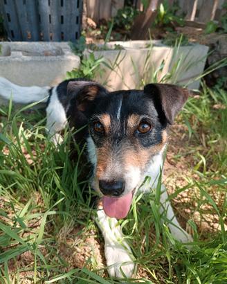 Femmina di Jack Russel per il mio maschio di