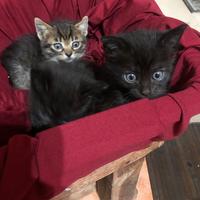 Tre gattini dolcissimi