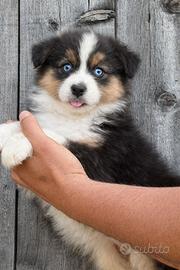 Cucciola pastore australiano